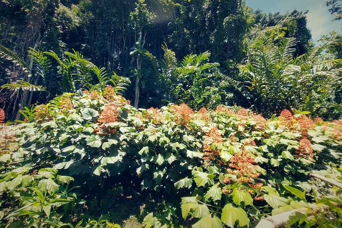 Tahiti Half Day Coastal Private Tour - Vaipahi Water Gardens: plants, paths, and a waterfall