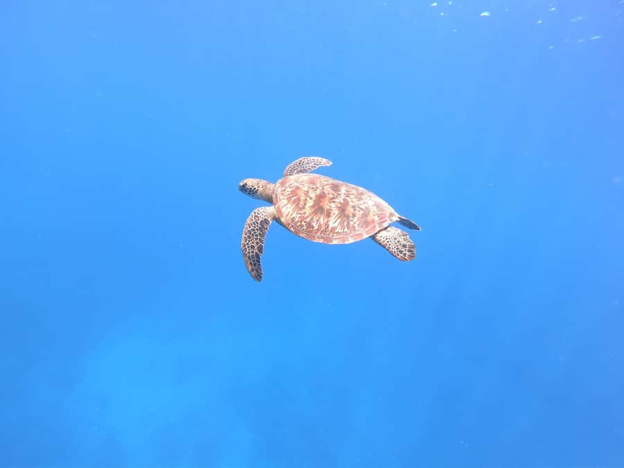Tahiti island: 4 hours Snorkeling Tour - Finding the boat at the start
