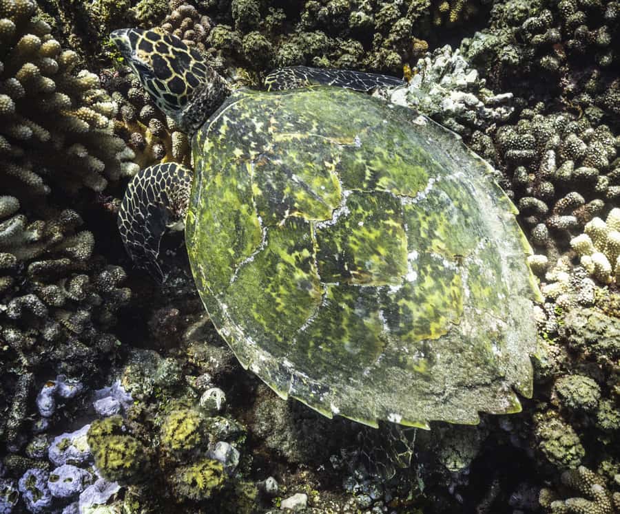 Tahiti island: 4 hours Snorkeling Tour - Freshwater springs and the turtle site