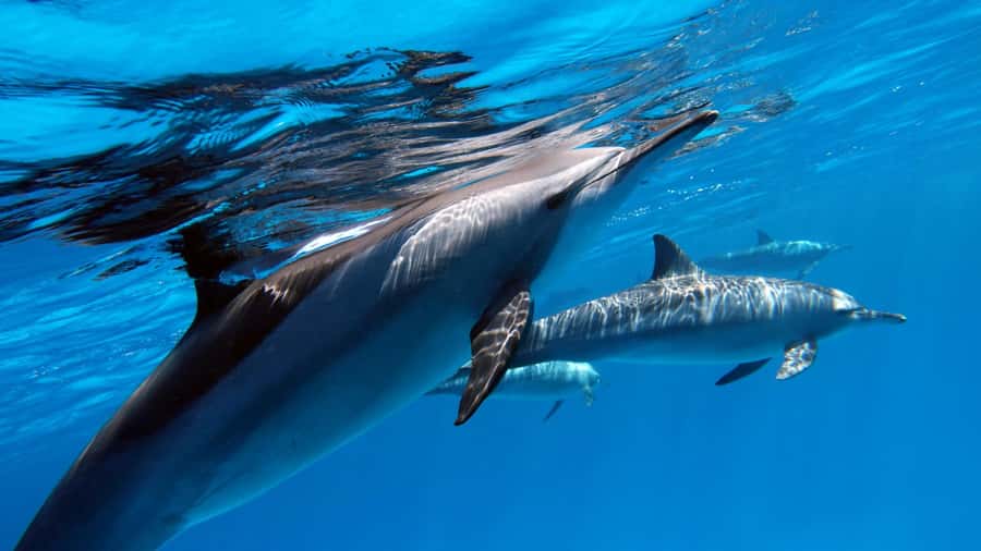 Tahiti island: 4 hours Snorkeling Tour - Dolphin watching before the first swim