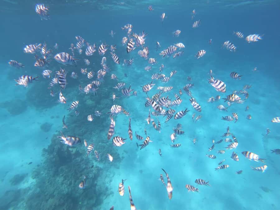 Tahiti island: 5 hours Snorkeling Picnic - The Aquarium, where wrecks become part of the reef