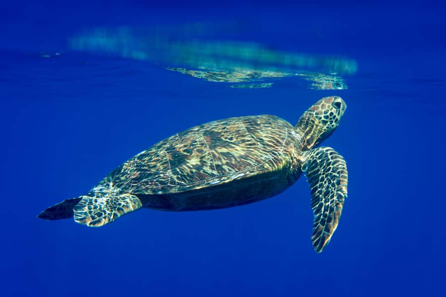 Tahiti island: 5 hours Snorkeling Picnic - Freshwater springs and a coral garden