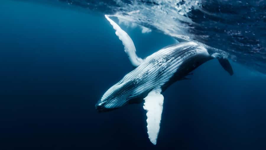 Tahiti island: Whale watching Experience - Key points before you book
