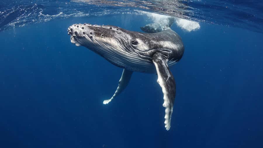 Tahiti island: Whale watching Experience - Five hours in Tahiti’s whale waters