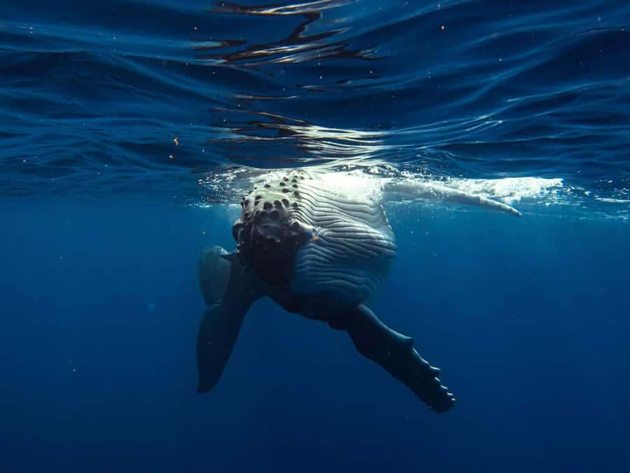 Tahiti island: Whale watching Experience - Watching humpback whales without rushing them