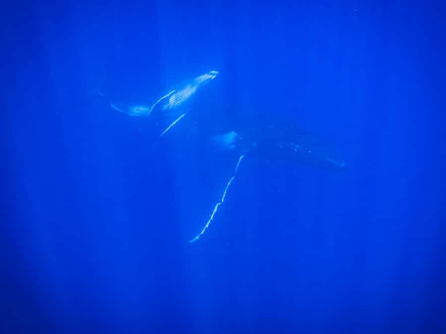 Tahiti island: Whale watching Experience - What entering the water is really like
