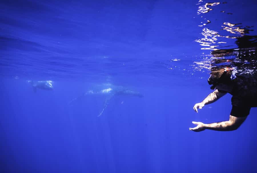 Tahiti island: Whale watching Experience - Other marine life and time on the boat
