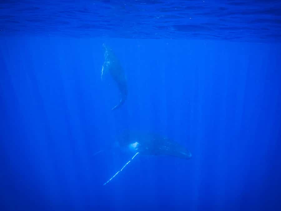 Tahiti island: Whale watching Experience - Is $227 a fair price?