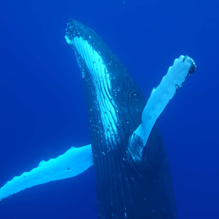 Tahiti island: Whale watching Experience - Should you book the Tahiti whale watching experience?