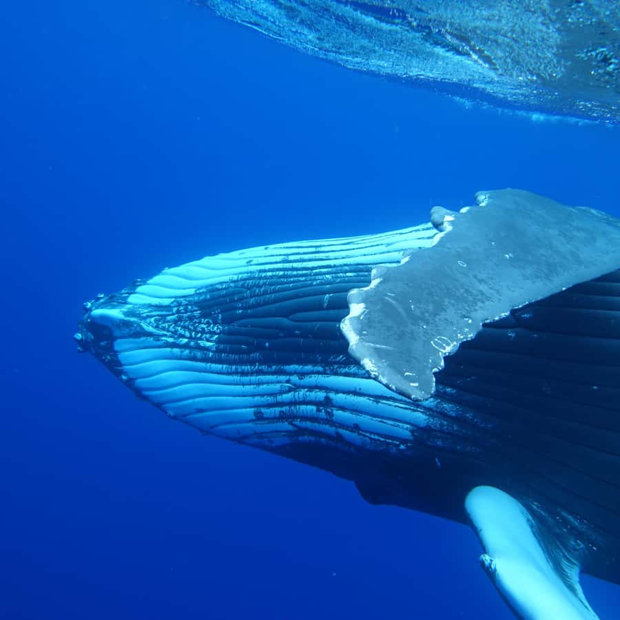 Tahiti island: Whale watching Experience - Leaving from Tahiti’s main hotel areas