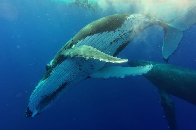 Tahiti, land of whales: a unique experience! - Turtles, dolphins, and the marine life between stops