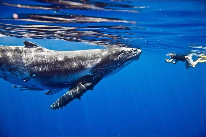 Tahiti, land of whales: a unique experience! - Who will get the most from the Kaoriki