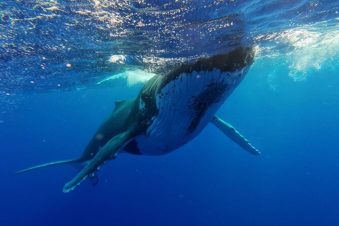 Tahiti, land of whales: a unique experience! - Practical details that affect your day