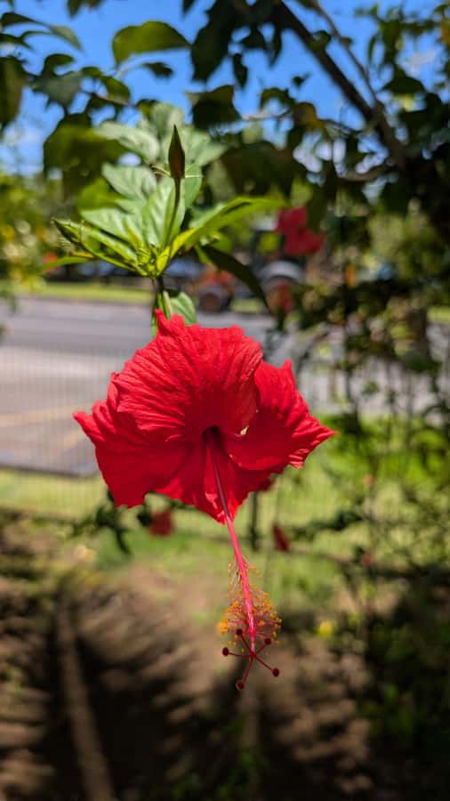Tahiti: Northeast Coast Waterfalls&Viewpoints Half Day Tour - Pointe Tapahi and the black-sand shore