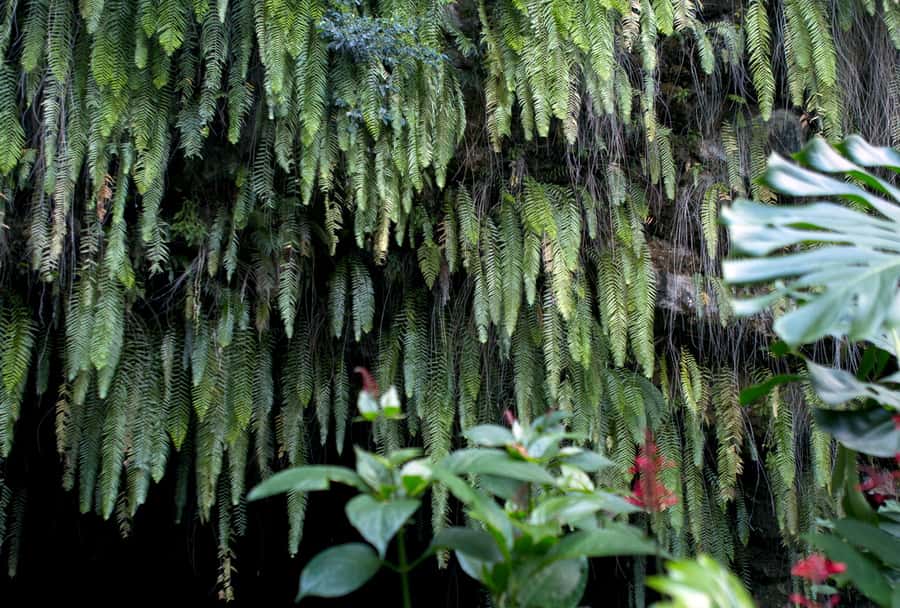 Tahiti: Private Half Day Culture and Nature Highlights Tour - Marae Arahurahu and Polynesian traditions