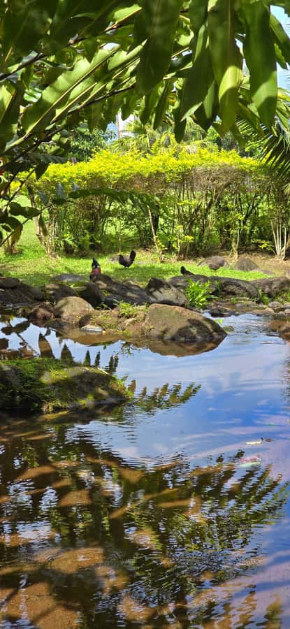 Tahiti: Private Half Day Culture and Nature Highlights Tour - Mara’a Cave and the cool water grottoes