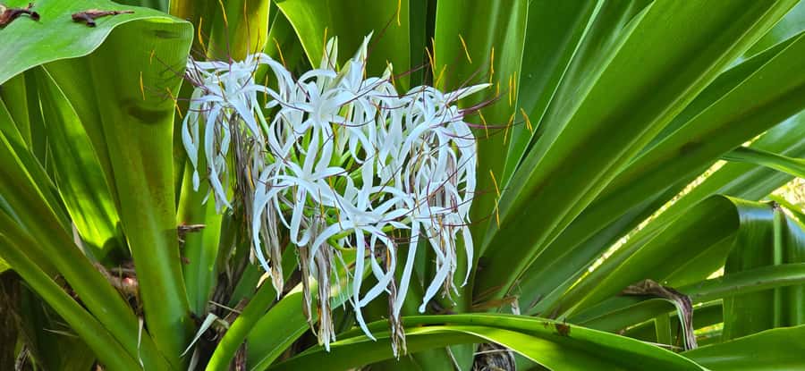 Tahiti: Private Half Day Culture and Nature Highlights Tour - Vaipahi Water Gardens and tropical plants