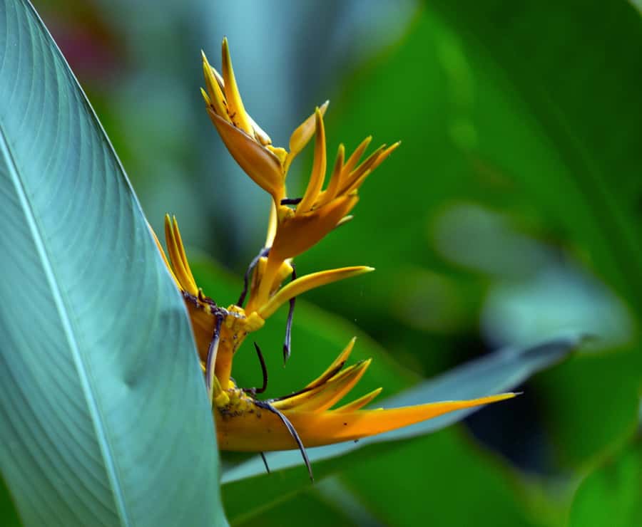 Tahiti: Private Half Day Culture and Nature Highlights Tour - Phaeton Bay and Tahiti’s maritime side