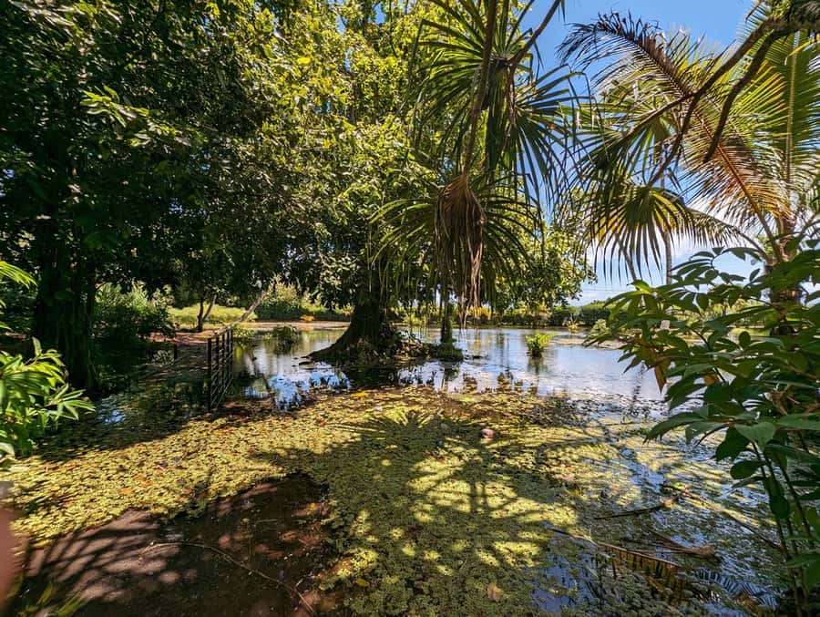 Tahiti Private Half Day Tour. Nature, history and culture - Mara’a Grotto: cool shade below the ferns