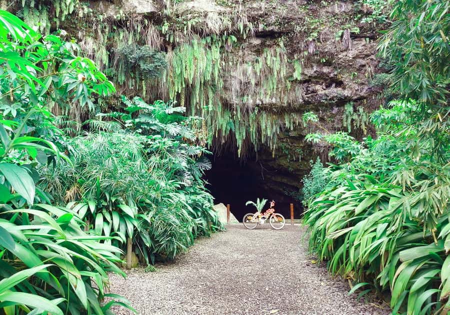 Tahiti Private Half Day Tour. Nature, history and culture - Vaipahi Water Gardens: an easy walk among tropical plants