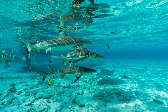 Toa Boat Bora Bora Private Lagoon tour On Ambassador Boat - Cruising Through the Turquoise Lagoon