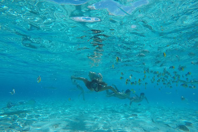 Toa Boat Bora Bora Private Lagoon Tour On Entertainer Bar Boat - Snorkeling among coral, fish, rays, and sharks