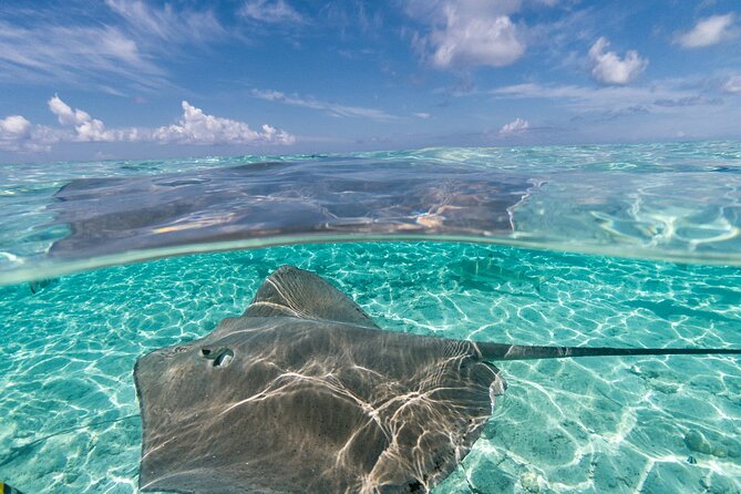 Toa Boat Bora Bora Private Lagoon tour On Majestic Pontoon Boat - Who will enjoy this private lagoon tour?