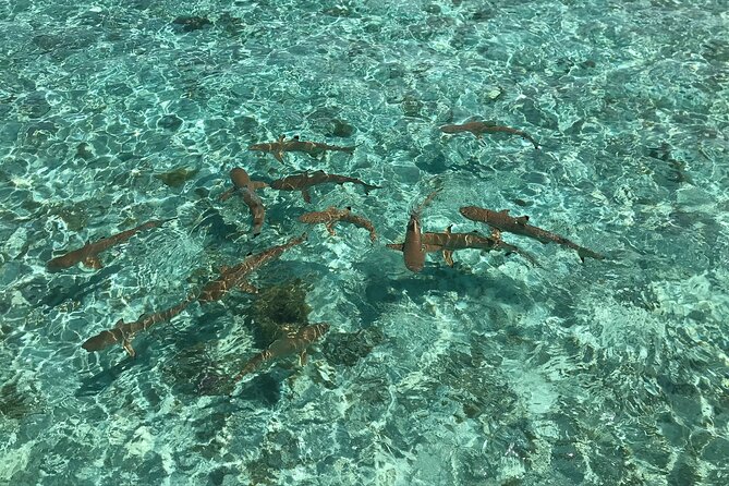 Toa Boat Bora Bora Private Lagoon tour with Lunch on Entertainer Bar Boat - Who will get the most from this tour?