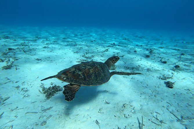 Tohora Bora Bora Snorkeling Lagoon Tours - Key points to know before booking
