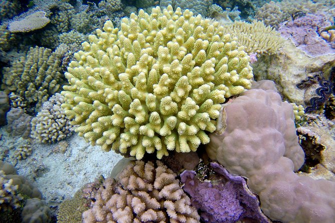 Tohora Bora Bora Snorkeling Lagoon Tours - Manta rays, eagle rays, and stingrays