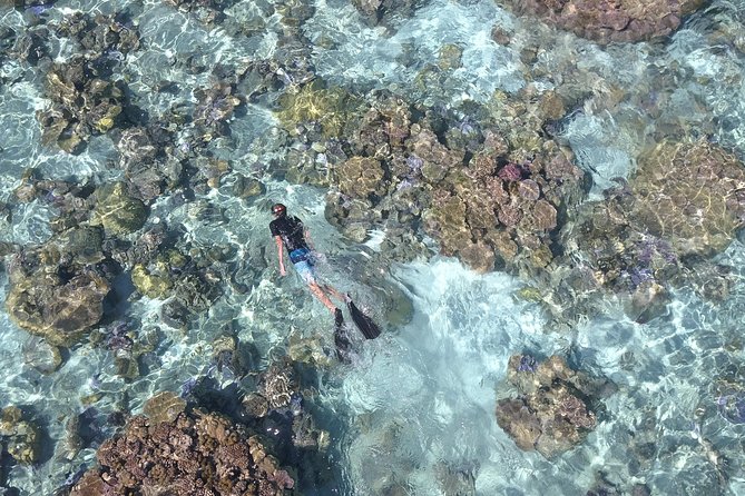Tohora Bora Bora Snorkeling Lagoon Tours - Is $175.78 a fair price?