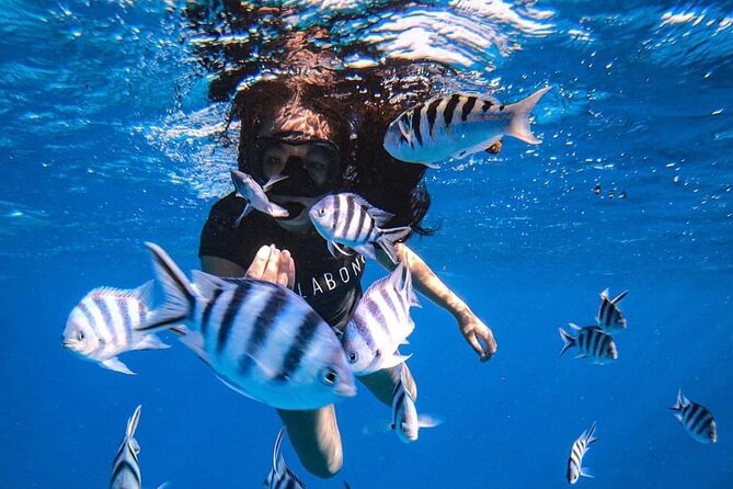 Want to escape? Treat yourself to a snorkeling session in Tahiti! - Key points to know before you book