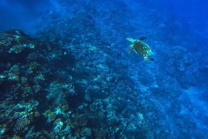 Want to escape? Treat yourself to a snorkeling session in Tahiti! - Setting out from Tahiti at 8:00 am