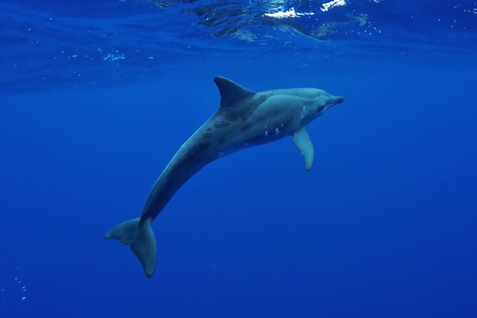 Want to escape? Treat yourself to a snorkeling session in Tahiti! - Nuuroa Bay and the chance to see dolphins