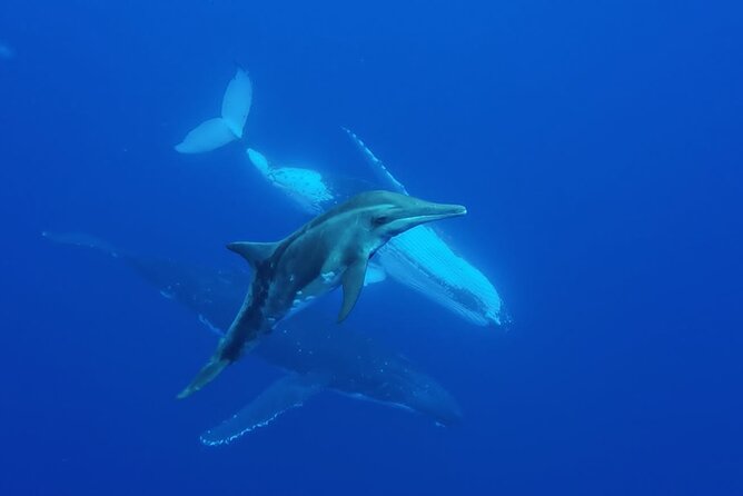 Want to escape? Treat yourself to a snorkeling session in Tahiti! - The wreck near Faa’a Airport