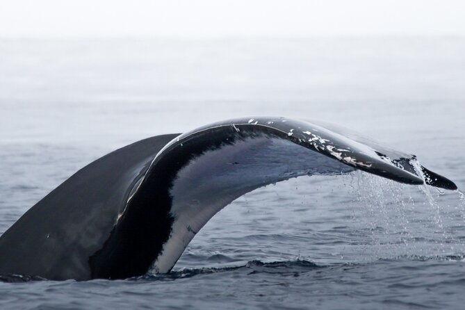 Watch and Swim with Humpback Whales in Moorea - Meeting humpback whales off Moorea