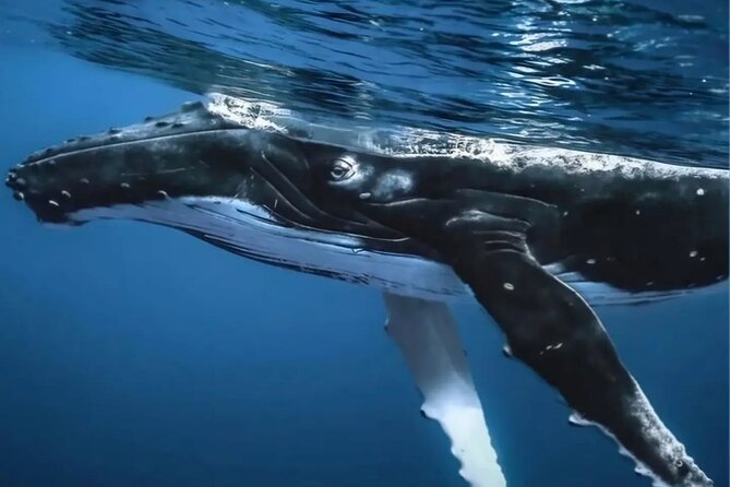 Watch and Swim with Humpback Whales in Moorea - Is $267.22 a fair price?