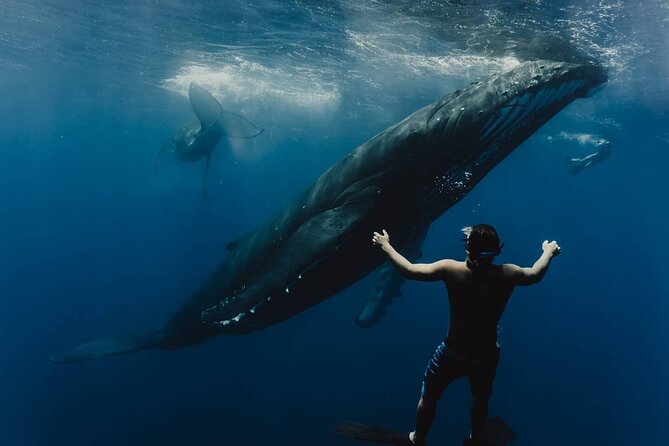 Whale Tour - Observe and swim with whales - Why Moorea is a special place for whale watching
