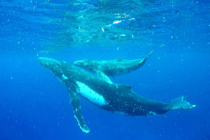 Whale Tour - Observe and swim with whales - The four-hour outing from Moorea