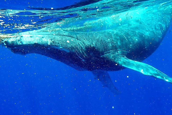 Whale Tour - Observe and swim with whales - How the crew handles safety and wildlife