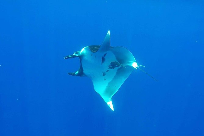 Whale Tour - Observe and swim with whales - Equipment, comfort, and what to bring