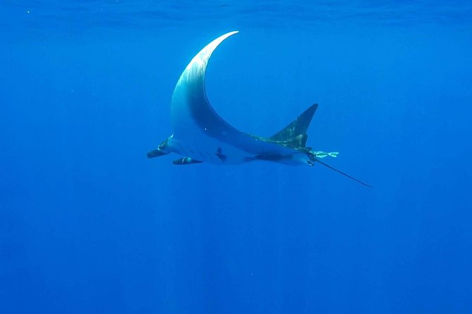 Whale Tour - Observe and swim with whales - My call: book it for the whales, not the snorkel