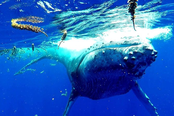 Whale Tour - Observe and swim with whales - What swimming with whales really demands