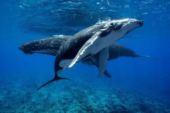 WHALE TOUR - Watching and Swimming with Whales - Four hours on Moorea’s open water