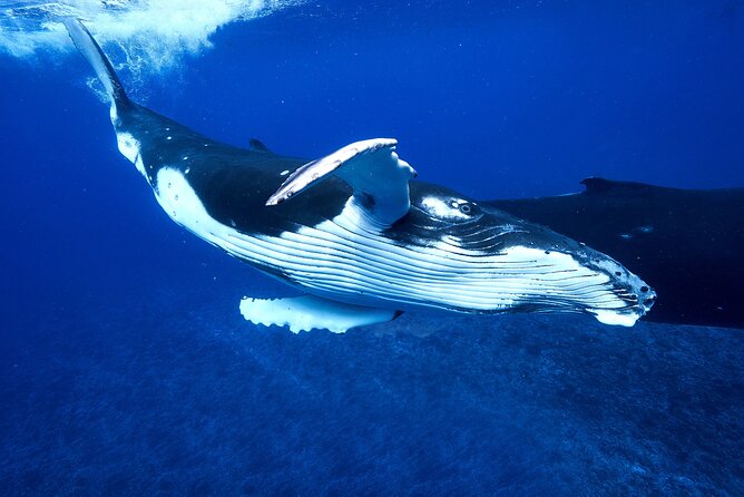 WHALE TOUR - Watching and Swimming with Whales - Henua and Nicolas, the people behind the trip