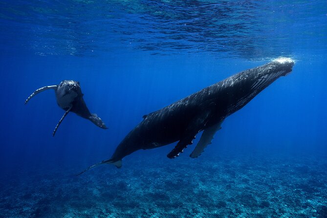 WHALE TOUR - Watching and Swimming with Whales - The boat, weather, and comfort trade-off