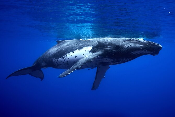 WHALE TOUR - Watching and Swimming with Whales - Is $327.95 a fair price?