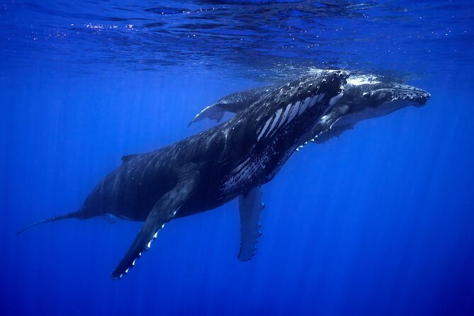 WHALE TOUR - Watching and Swimming with Whales - Practical advice for a better outing