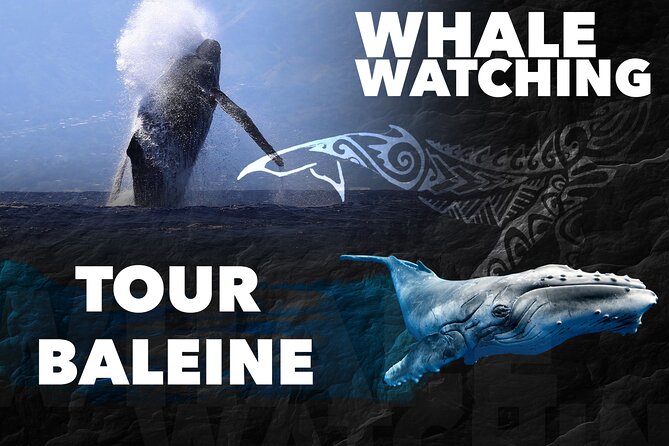 WHALE TOUR - Watching and Swimming with Whales - How the whale search works