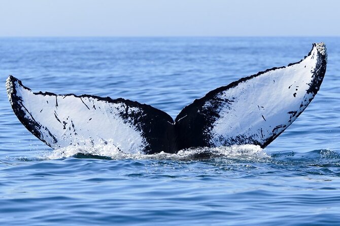 Whale watching 6 people half day - Practical details that affect your day